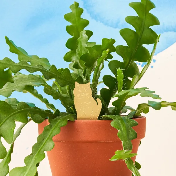 Cat Houseplant Decoration