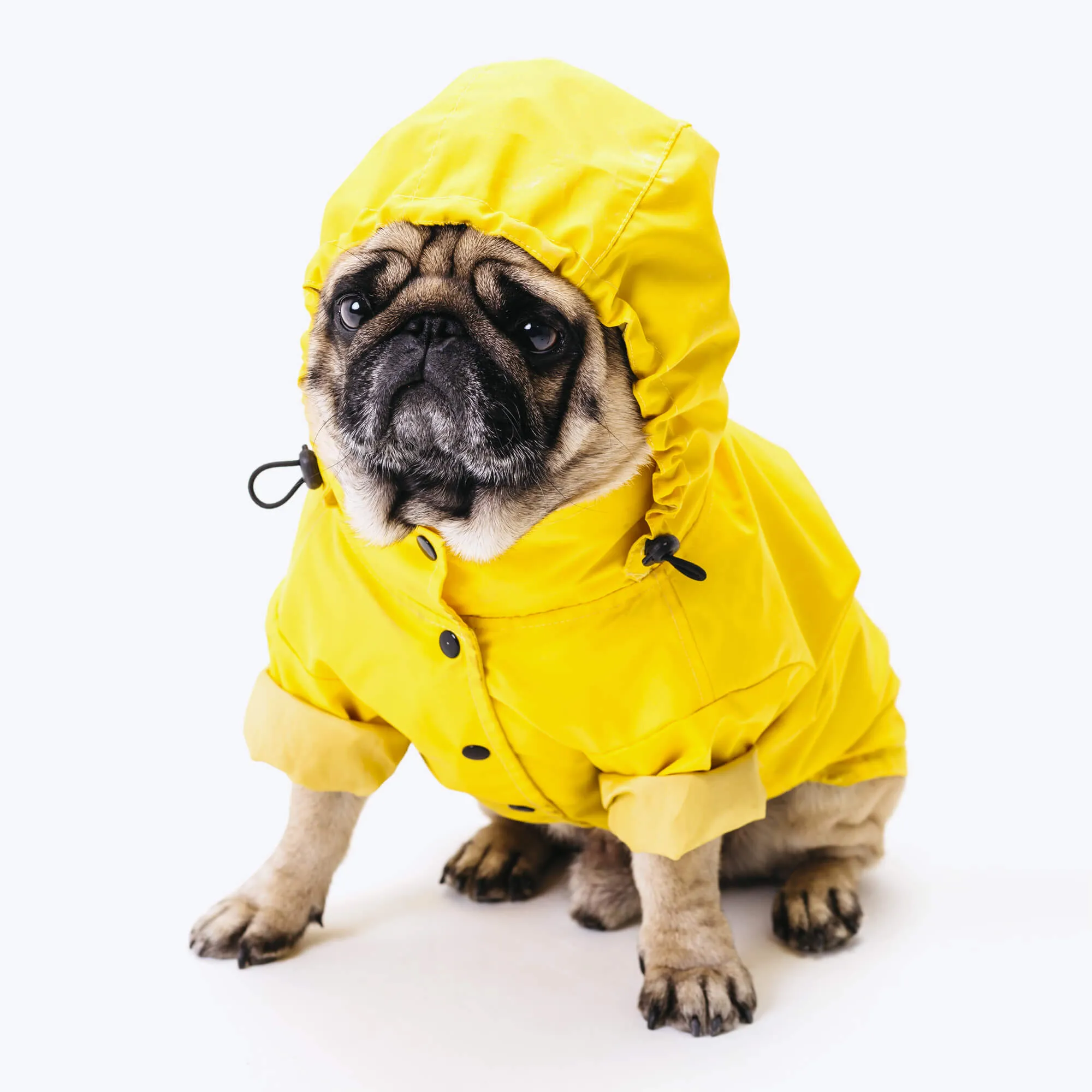 Waterproof dog suit